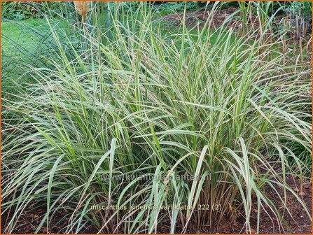 Miscanthus sinensis &#039;Variegatus&#039; | Chinees prachtriet, Chinees riet, Japans sierriet, Sierriet | Chinaschilf | Eulali