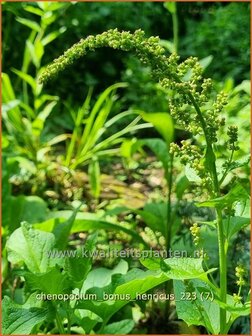 Chenopodium bonus-henricus | Brave Hendrik, Ganzenvoet | Guter Heinrich | Good-King-Henry