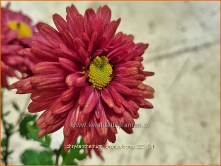 Chrysanthemum &#039;Bronzekrone&#039; | Tuinchrysant, Chrysant | Herbstchrysantheme | Chrysanthemum