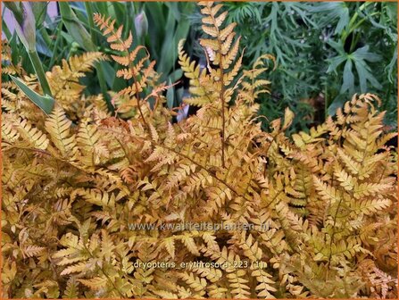 Dryopteris erythrosora | Rode sluiervaren, Herfstvaren | Rotschleierfarn | Autumn Fern