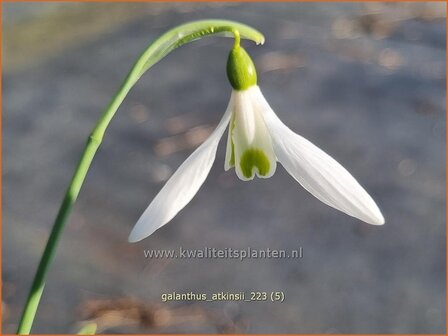 Galanthus &#039;Atkinsii&#039; | Sneeuwklokje | Schneetr&ouml;pfchen | Snowdrop