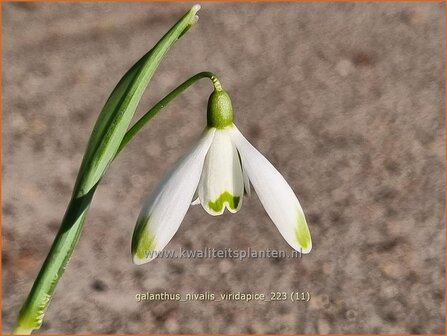 Galanthus nivalis &#039;Viridapice&#039; | Gewoon sneeuwklokje, Sneeuwklokje | Kleines Schneegl&ouml;ckchen | Common Snowdrop