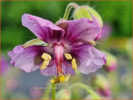 Geranium phaeum &#039;Rothbury Cherry&#039; | Donkere ooievaarsbek, Ooievaarsbek, Tuingeranium, Geranium | Brauner Storchsc