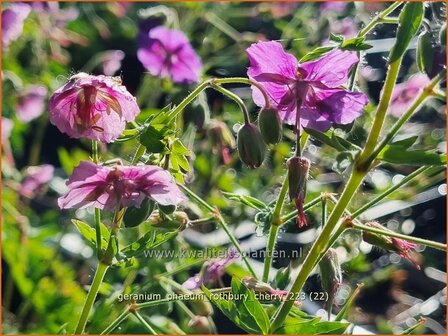 Geranium phaeum &#039;Rothbury Cherry&#039; | Donkere ooievaarsbek, Ooievaarsbek, Tuingeranium, Geranium | Brauner Storchsc