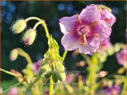 Geranium phaeum &#039;Rothbury Cherry&#039; | Donkere ooievaarsbek, Ooievaarsbek, Tuingeranium, Geranium | Brauner Storchsc