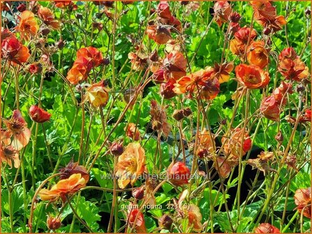 Geum &#039;Nonna&#039; | Nagelkruid | Nelkenwurz | Avens