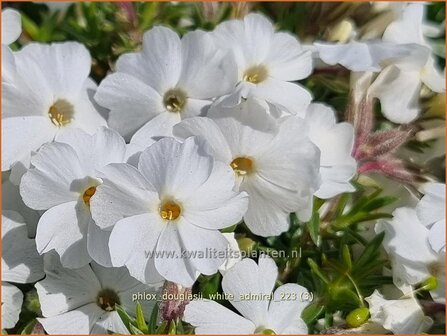 Phlox douglasii &#039;White Admiral&#039; | Kruipphlox, Vlambloem, Flox, Floks | Polsterphlox | Tufed Phlox