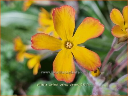 Primula &#039;Oakleaf Yellow Picotee&#039; | Sleutelbloem | Primel | Primrose