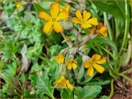 Primula &#039;Oakleaf Yellow Picotee&#039; | Sleutelbloem | Primel | Primrose