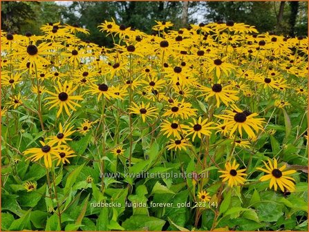 Rudbeckia fulgida &#039;Forever Gold&#039; | Zonnehoed | Gew&ouml;hnlicher Sonnenhut | Black Eyed Susan