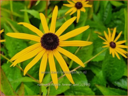 Rudbeckia fulgida &#039;Forever Gold&#039; | Zonnehoed | Gew&ouml;hnlicher Sonnenhut | Black Eyed Susan