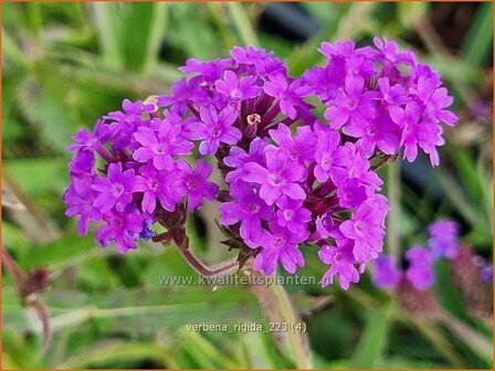 Verbena rigida | IJzerhard | Steifes Eisenkraut | Rough Verbena