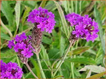 Verbena rigida | IJzerhard | Steifes Eisenkraut | Rough Verbena