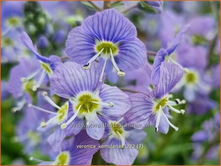 Veronica kemulariae | Ereprijs | Ehrenpreis | Speedwell