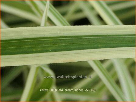 Carex foliosissima &amp;#x0027;Cream Dance&amp;#x0027; | Zegge | Blattreiche Segge | Sedge