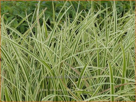 Carex foliosissima &amp;#x0027;Cream Dance&amp;#x0027; | Zegge | Blattreiche Segge | Sedge