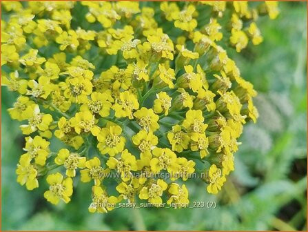 Achillea &#039;Sassy Summer Lemon&#039; | Duizendblad | Garbe | Yarrow