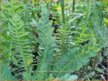 Achillea &#039;Sassy Summer Lemon&#039; | Duizendblad | Garbe | Yarrow