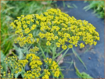 Achillea &#039;Sassy Summer Lemon&#039; | Duizendblad | Garbe | Yarrow