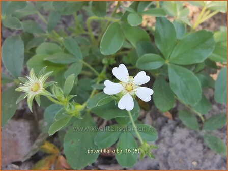 Potentilla alba | Ganzerik | Wei&szlig;bl&uuml;hendes Fingerkraut