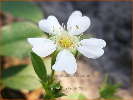 Potentilla alba | Ganzerik | Wei&szlig;bl&uuml;hendes Fingerkraut