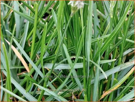 Sesleria &#039;Greenlee Hybrid&#039; | Blauwgras | Blaugras | Blue Moor Grass