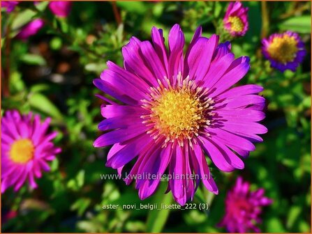 Aster novi-belgii &#039;Lisette&#039; | Nieuw-Nederlandse aster, Herfstaster, Aster | Glattblatt-Aster | New York Aster