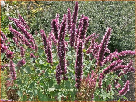 Agastache &#039;Beelicious Pink&#039; | Dropplant, Anijsnetel | Duftnessel | Giant Hyssop