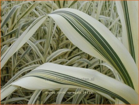 Arundo donax &amp;#39;Variegata&amp;#39; (pot 11 cm)