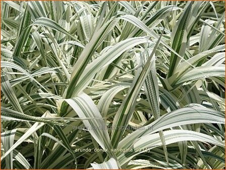 Arundo donax &#039;Variegata&#039; | Pijlriet, Reuzenriet