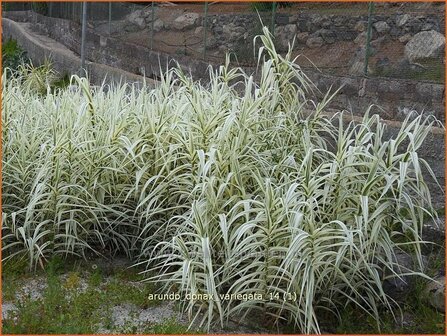 Arundo donax &#039;Variegata&#039; | Pijlriet, Reuzenriet