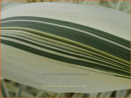 Arundo donax &#039;Variegata&#039; | Pijlriet, Reuzenriet