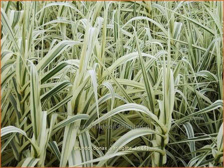 Arundo donax &amp;#39;Variegata&amp;#39; (pot 11 cm)