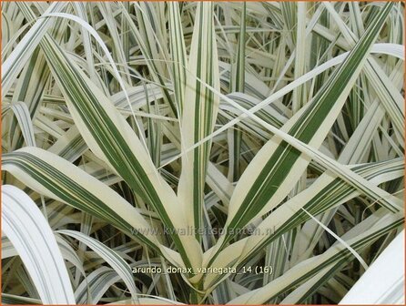 Arundo donax &#039;Variegata&#039; | Pijlriet, Reuzenriet