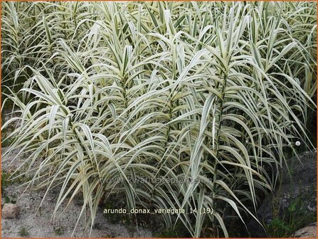 Arundo donax &#039;Variegata&#039; | Pijlriet, Reuzenriet