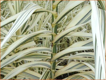 Arundo donax &#039;Variegata&#039; | Pijlriet, Reuzenriet