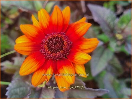 Heliopsis helianthoides &#039;Luna Roja&#039; | Zonneoog | Gew&ouml;hnliches Sonnenauge | Rough Heliopsis