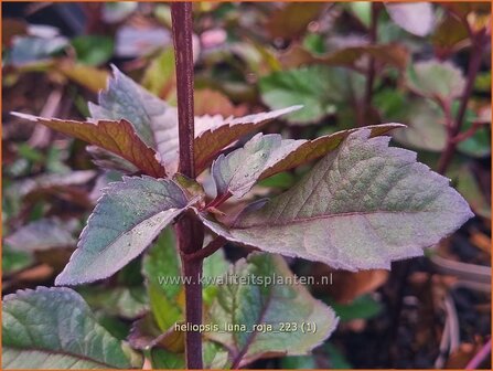 Heliopsis helianthoides &#039;Luna Roja&#039; | Zonneoog | Gew&ouml;hnliches Sonnenauge | Rough Heliopsis