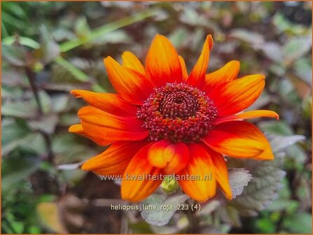 Heliopsis helianthoides &#039;Luna Roja&#039; | Zonneoog | Gew&ouml;hnliches Sonnenauge | Rough Heliopsis