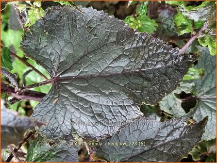 Lunaria annua &#039;Chedglow&#039; | Judaspenning | Einj&auml;hriges Silberblatt | Money Plant