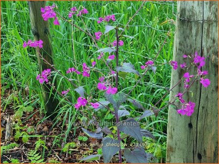 Lunaria annua &#039;Chedglow&#039; | Judaspenning | Einj&auml;hriges Silberblatt | Money Plant