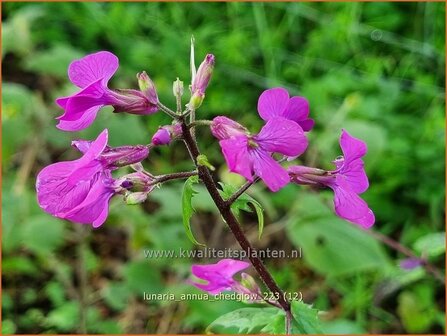 Lunaria annua &#039;Chedglow&#039; | Judaspenning | Einj&auml;hriges Silberblatt | Money Plant