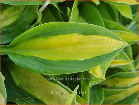 Hosta &#039;Gypsy Rose&#039; | Hosta, Hartlelie, Funkia | Funkie