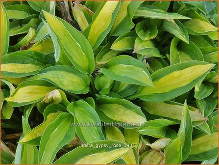 Hosta &#039;Gypsy Rose&#039; | Hosta, Hartlelie, Funkia | Funkie