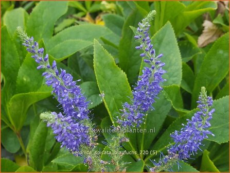 Veronica spicata &#039;Blaufuchs&#039; | Aarereprijs, Ereprijs | &Auml;hren-Ehrenpreis