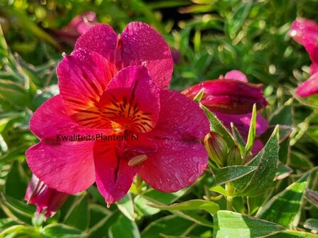 Alstroemeria &amp;#39;River Valley&amp;#39;