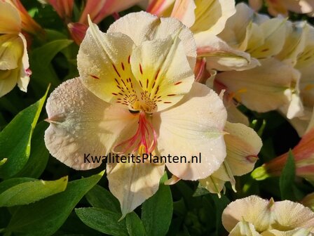 Alstroemeria &amp;#39;Beach Valley&amp;#39;