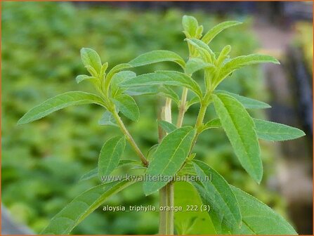 Aloysia triphylla &#039;Orange&#039; | Sinaasappelverbena, Citroenverbena | Orangenverbena | Orange Beebrush