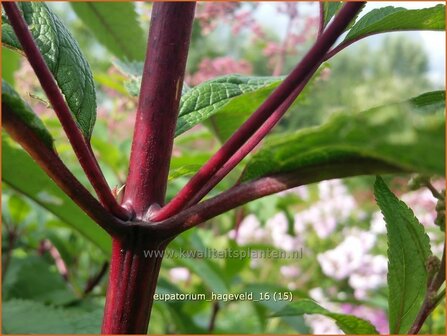 Eupatorium maculatum &#039;Hageveld&#039; | Koninginnekruid, Leverkruid | Gefleckter Wasserdost | Spotted Joe Pye Weed