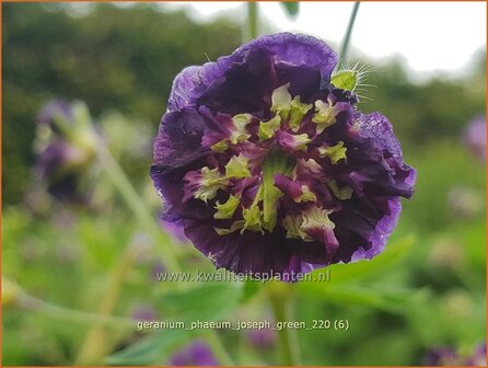 Geranium phaeum &#039;Joseph Green&#039; | Donkere ooievaarsbek, Ooievaarsbek, Tuingeranium, Geranium | Brauner Storchschnabel 